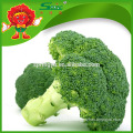 Fresh Broccoli_ Good Quality